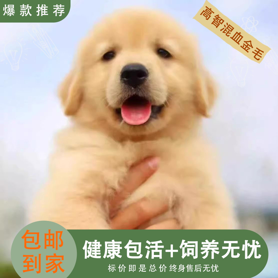 金毛混血大型犬狗狗高智商小便宜枫叶红导盲犬温顺活物活泼大骨架