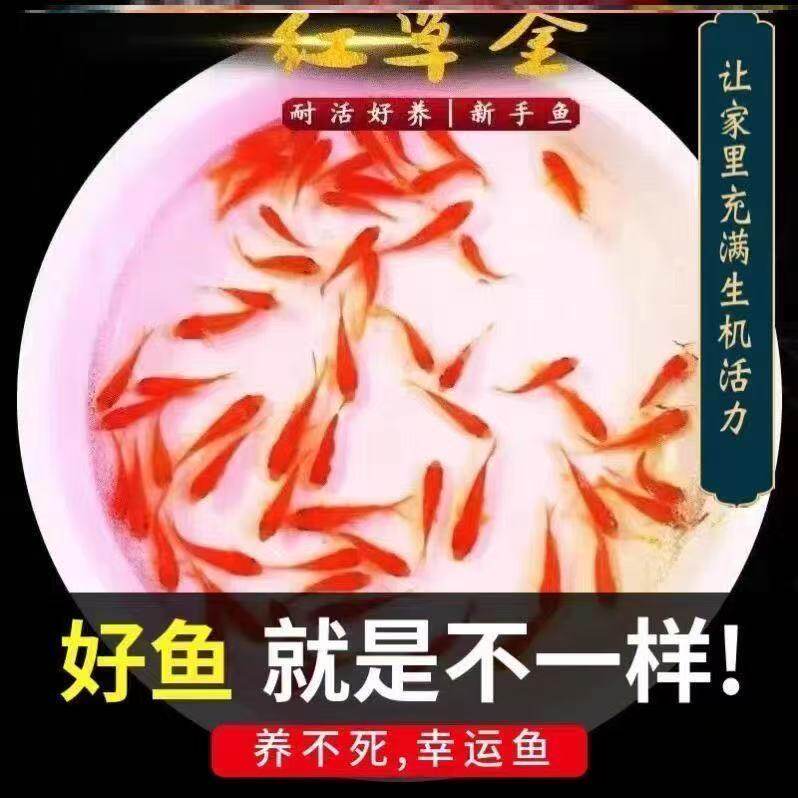 顺丰便宜红白锦鲤活草金鱼包邮鱼