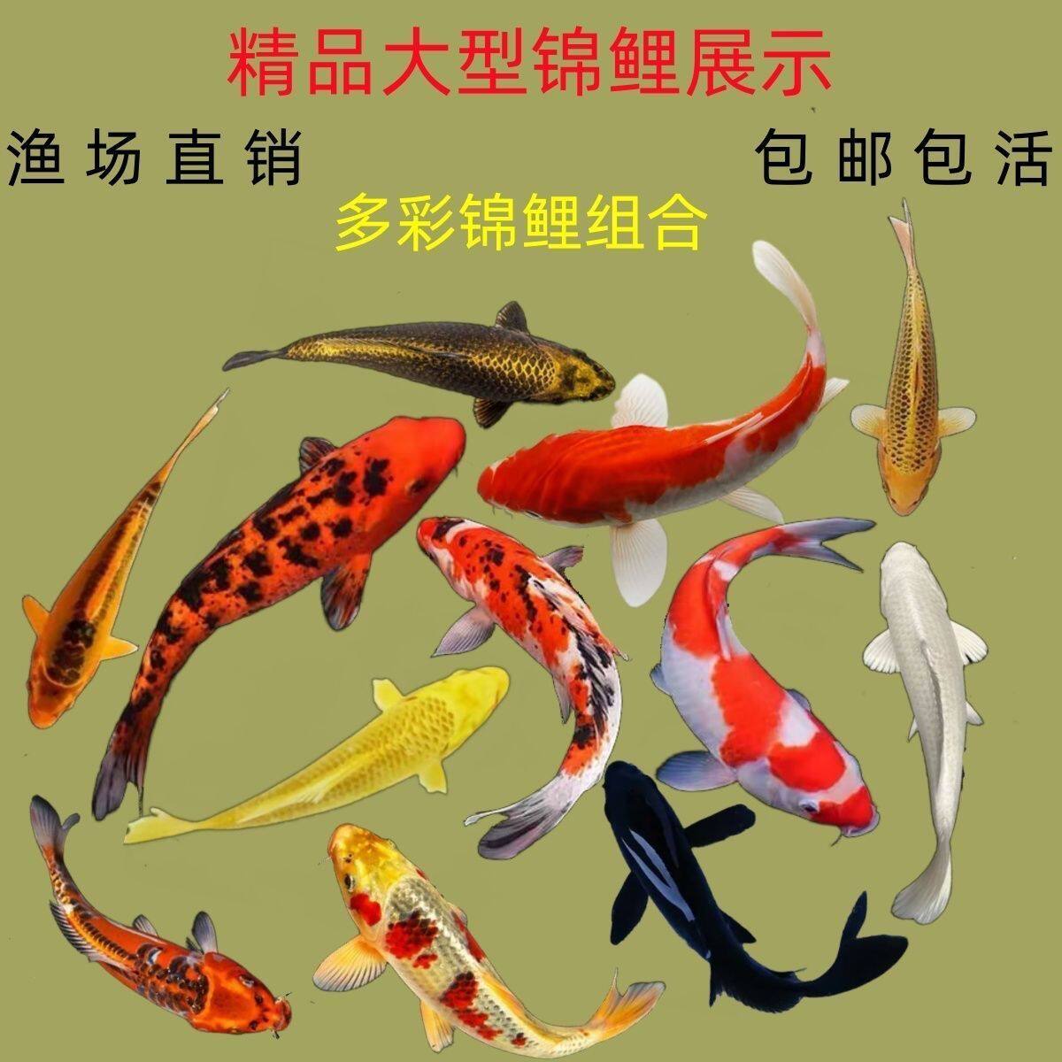 三色草金鱼宠物活体鱼红白