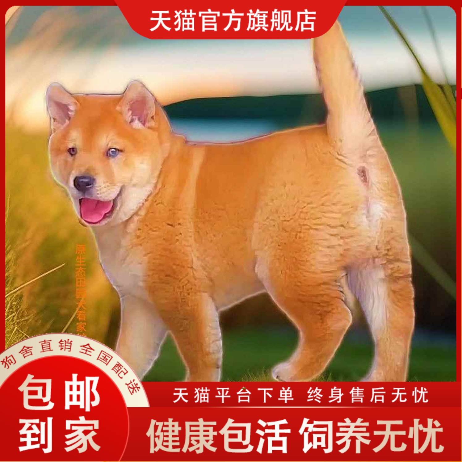 狗狗宠悦奇家养中型犬