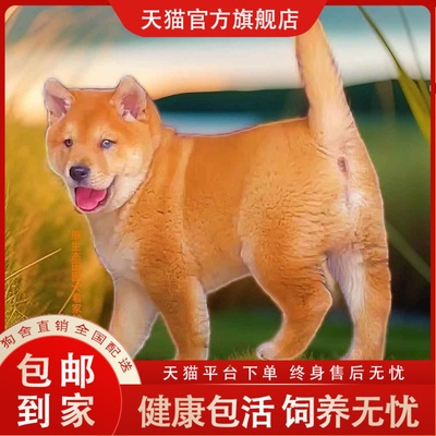 狗狗宠悦奇家养中型犬