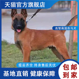 马犬混血爆红科目犬短毛大型犬看家狗狗黄马红马宠物狗高智商警犬