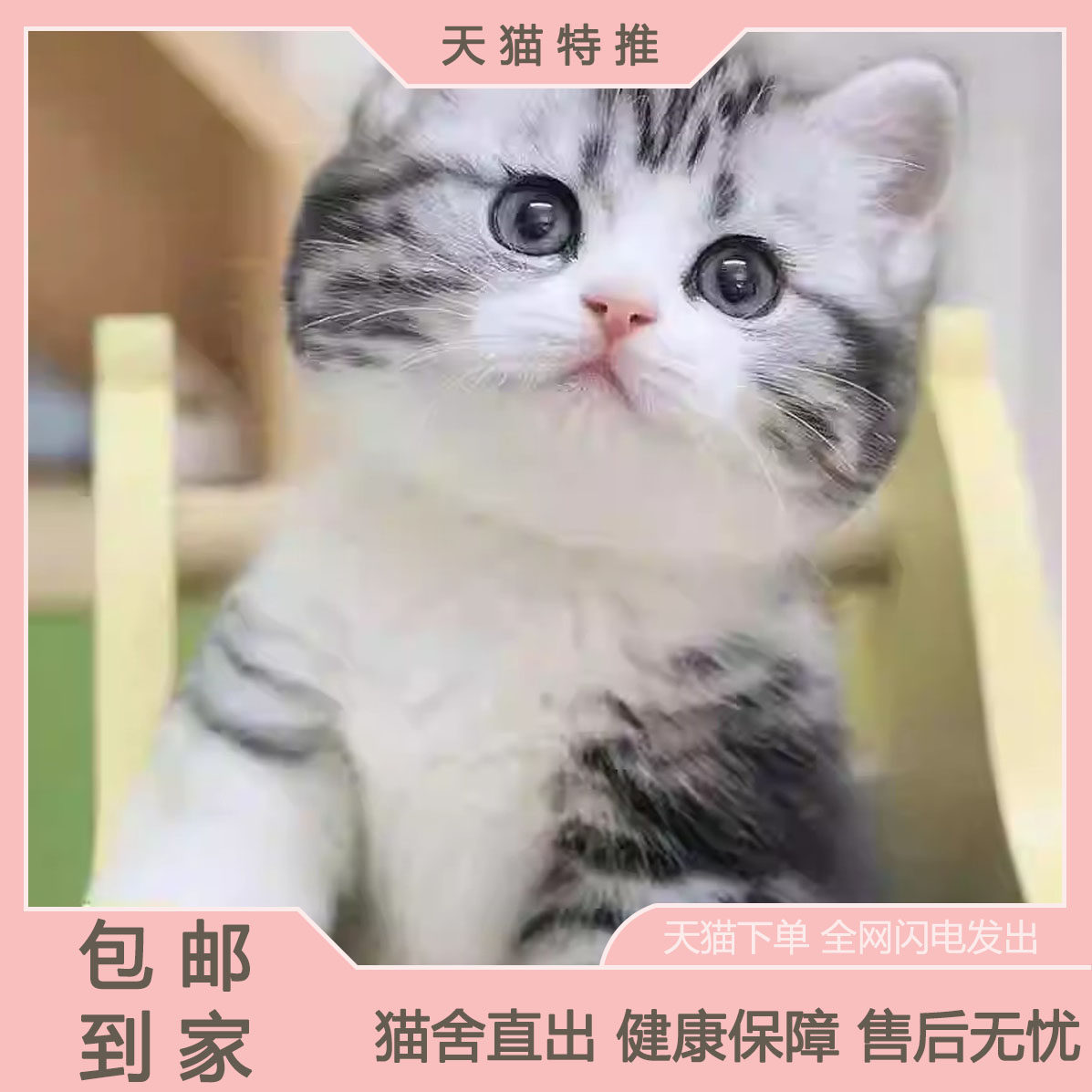 猫咪活体橘猫狸白猫白猫黑猫活体宠物幼崽家养土猫中华田园猫小猫