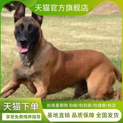马犬幼犬精品幼宠猛犬工作犬牧羊犬聪明黑红健康训练家养真狗看家