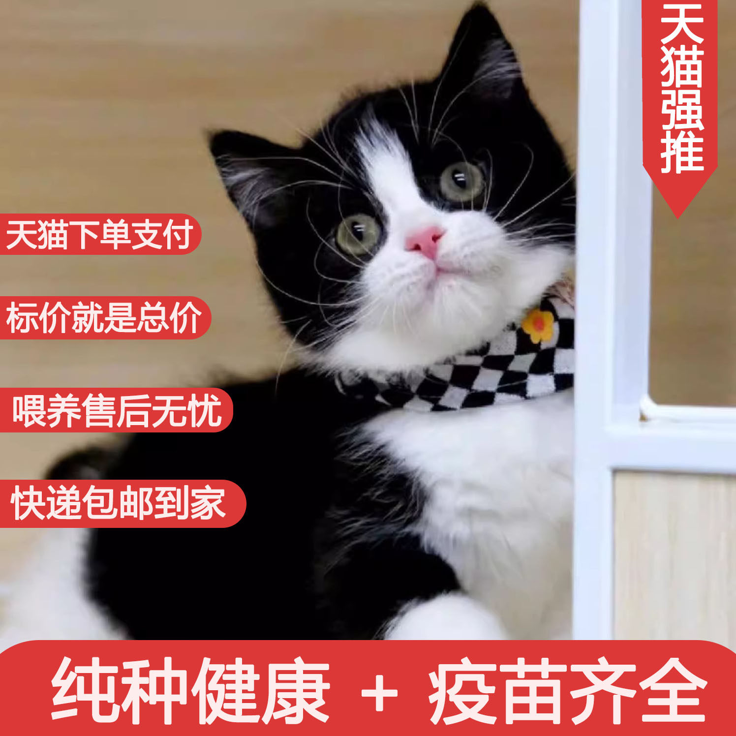 中华田园猫短毛白色猫咪黄眼蓝眼异瞳白猫幼猫小猫活体橘猫三花猫