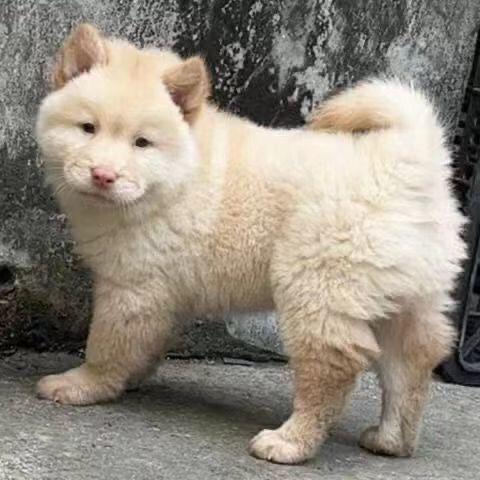 土松幼犬网红松狮中华田园犬看家狗狗狗便宜活物长毛活体农村黑鼻