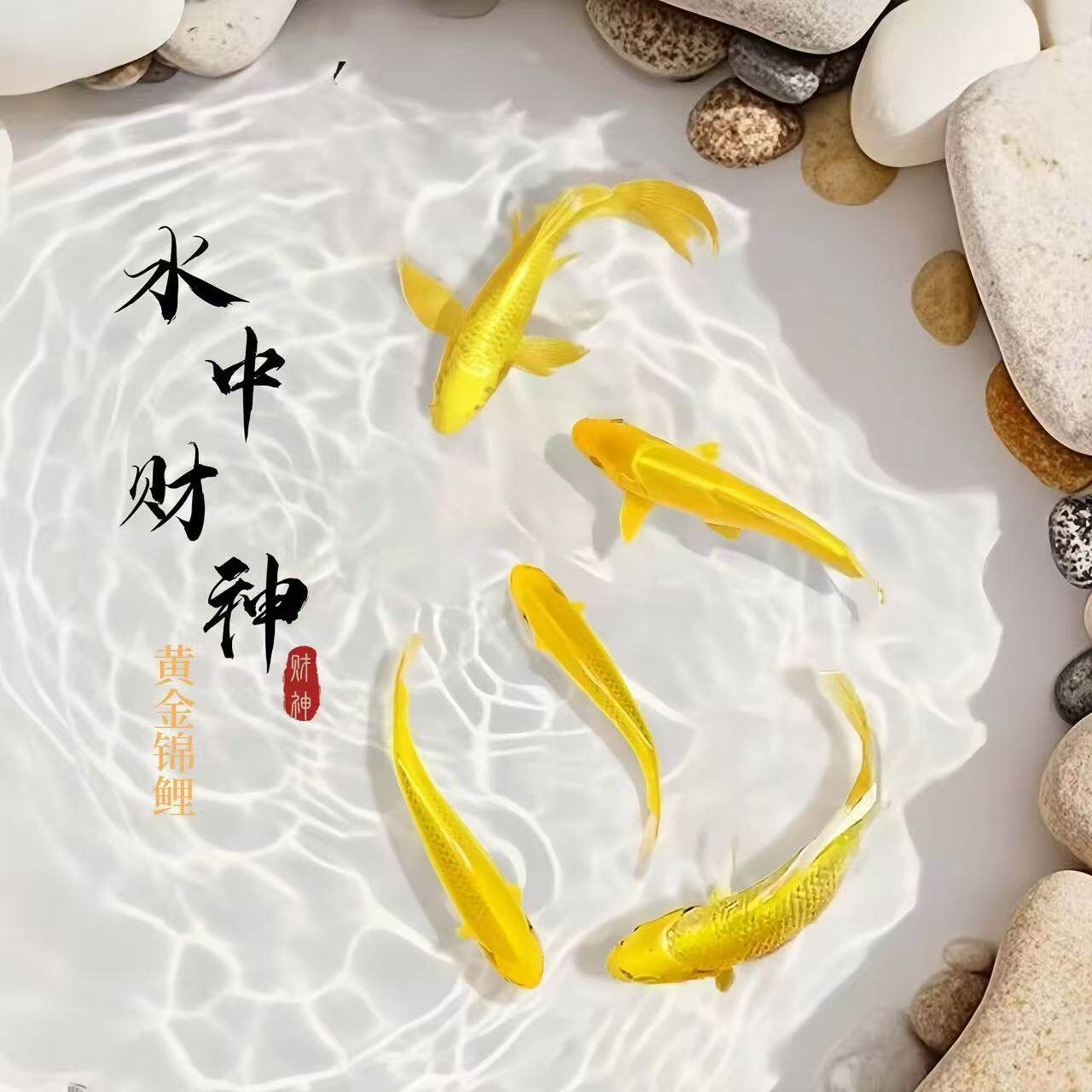 日本芥子纯种鱼红白金鱼活鱼鱼小鱼苗冷水锦鲤蝴蝶鲤黄金小型鱼鱼