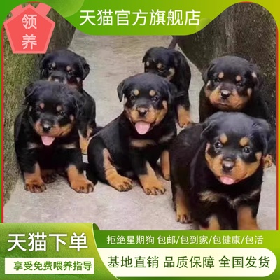 四眼铁包金看门狗便宜幼犬狗狗土狗赶山犬巡好养农村短毛看家狗狗