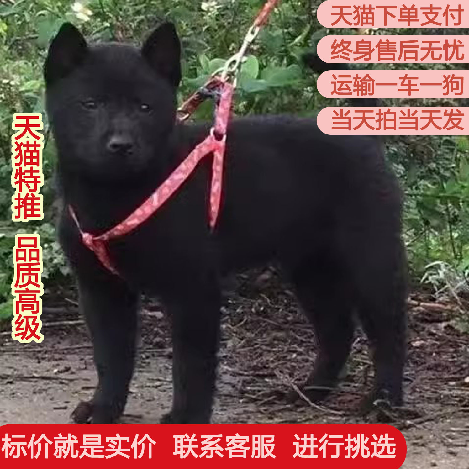 五黑犬看家护院狗狗土猎犬小黑狗幼犬短毛家养便宜土狗纯黑色打猎
