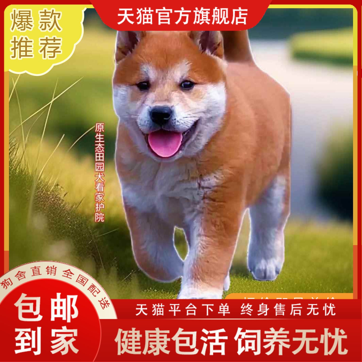 狗狗宠悦奇家养大型犬