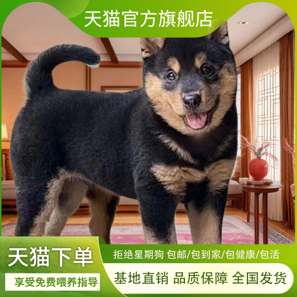 四眼铁包金小黑柴犬日本宠物狗四眼狗黑豆铁包金小狗豆柴柴犬黑色