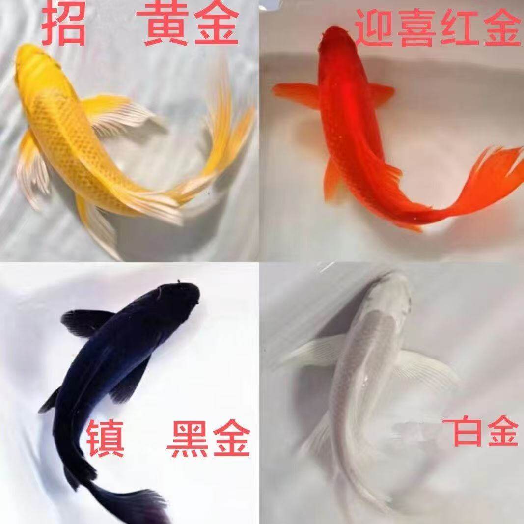 蝴蝶鲤好养三色黄红黑白黄金活鱼