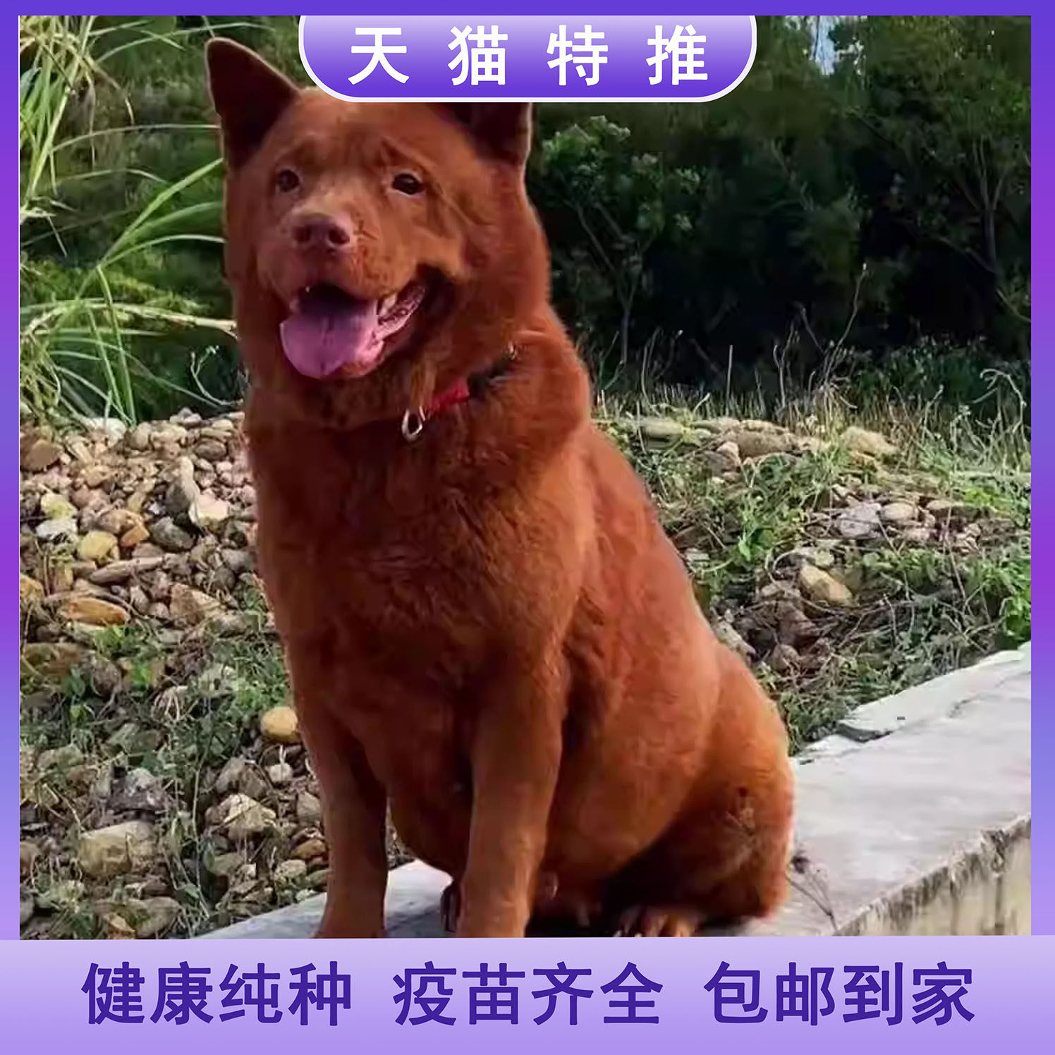 潮汕五红犬帅气幼犬虎头狗虎斑红色土狗土猎犬看家护院中华田园犬