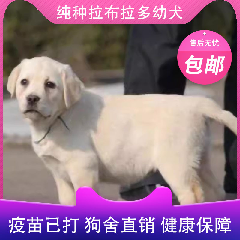 纯种拉布拉多幼犬狗导盲犬神犬宠物拉拉幼犬拉布拉多活体宠物白色