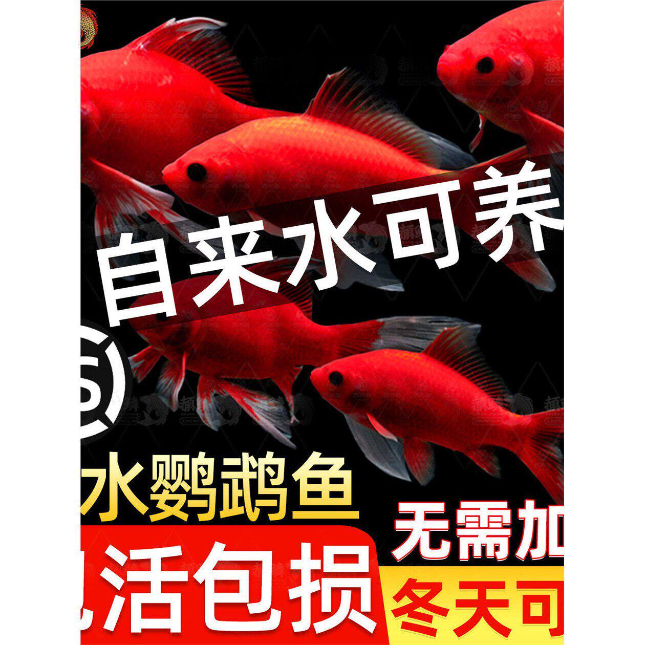 冷水鹦鹉鱼耐活红鱼淡水好养易活冷水鱼苗观赏鱼活鱼金鱼耐活锦鲤