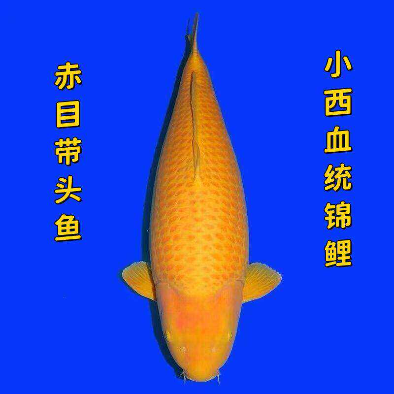 日本进口纯种小西芥子锦鲤带头红眼介子冷水观赏鱼活体鱼巨型鱼苗
