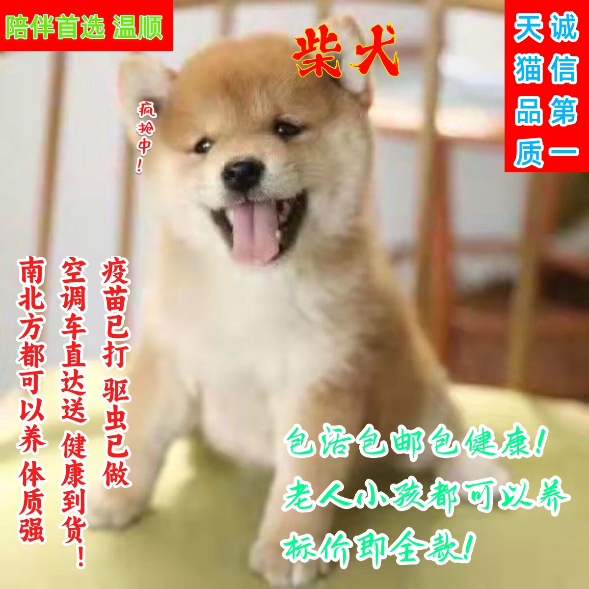 日本柴犬幼犬活体幼崽赤色秋田狗狗小狗黄色聪明黑豆柴便宜精品狗
