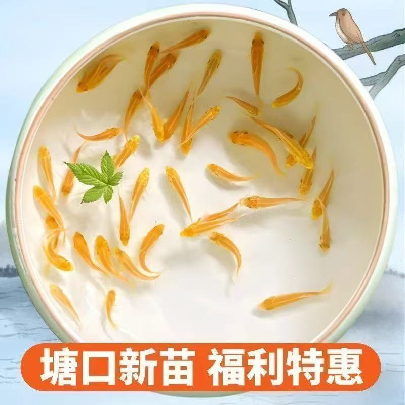 锦鲤包邮冷水鱼三色好养宠物顺丰