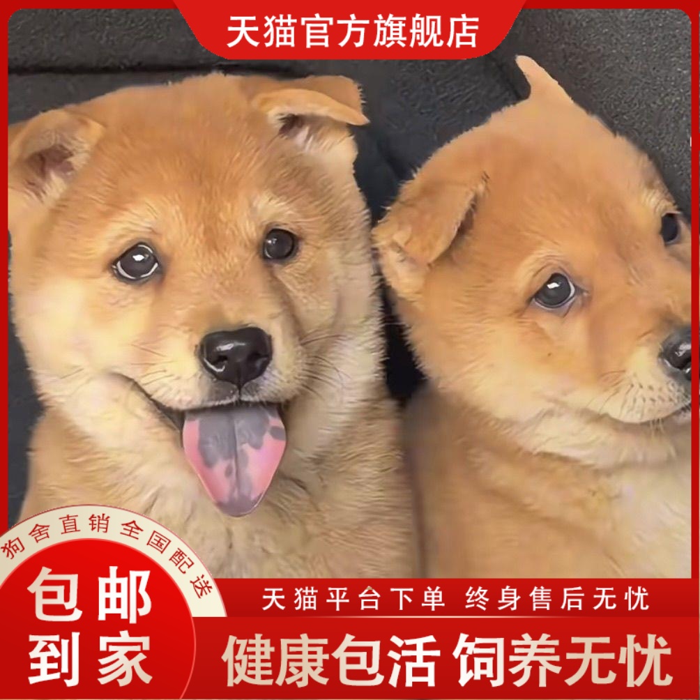 广西土猎犬正宗中华田园犬纯种黄狗白面看家护院忠诚护主农村土狗