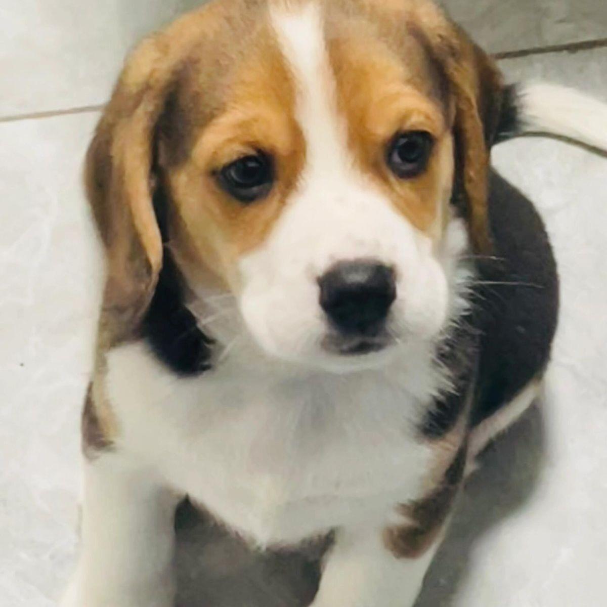 比格幼犬真狗家养小狗聪明短毛狗犬大头狩猎犬猎兔狗包活大耳朵狗