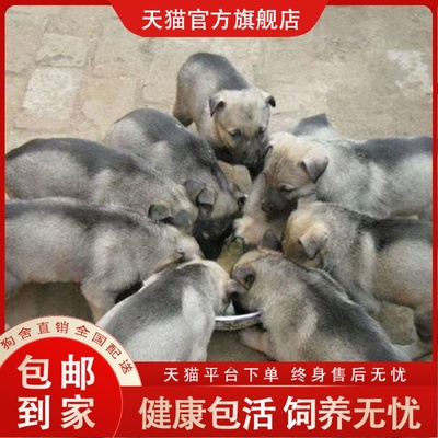 狼青幼犬活体中华狼青犬大型犬看家护院犬大头版大骨架狼青犬幼宠