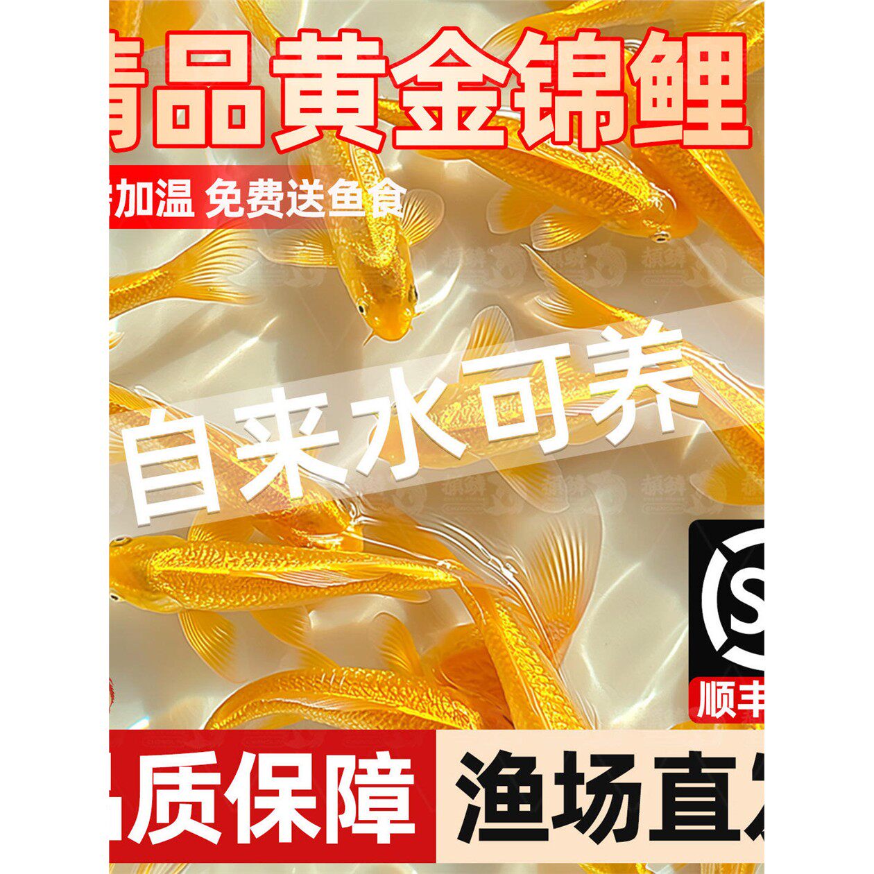 顺丰黄金锦鲤活鱼金鱼淡水鱼好养耐活冷水鱼黄金龙凤观赏鱼鱼苗