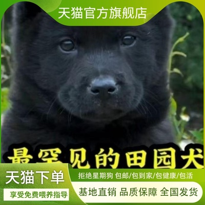五黑犬幼犬聪明纯黑狗看家护院可爱好养赶山犬中华田园犬听话全黑