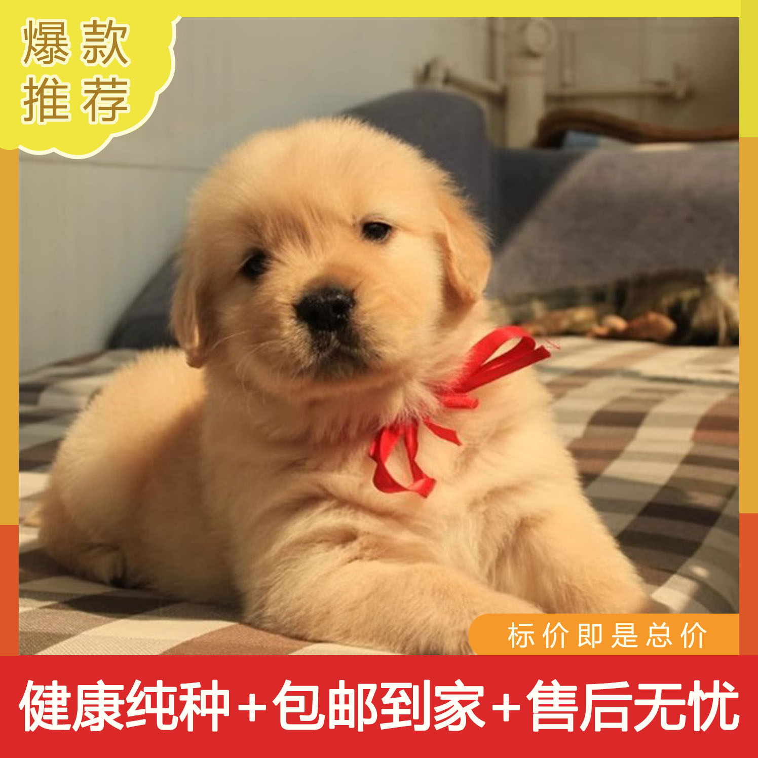纯种金毛幼犬双血统大骨架小狗家