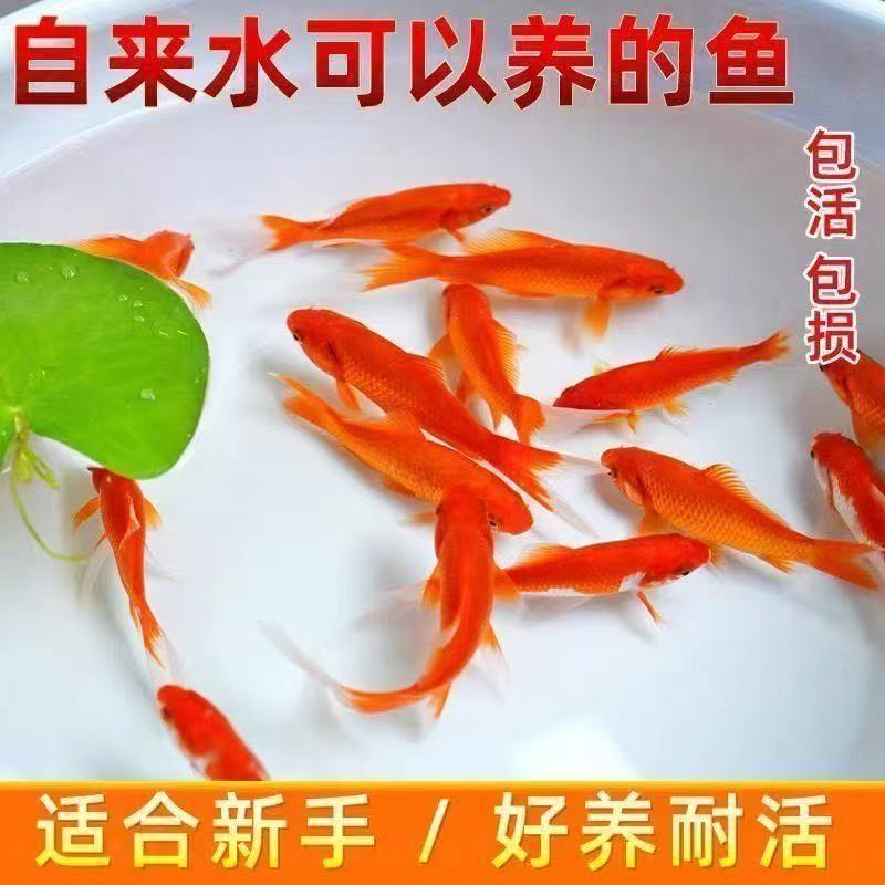 蝴蝶鲤包邮活体顺丰好养血统宠物