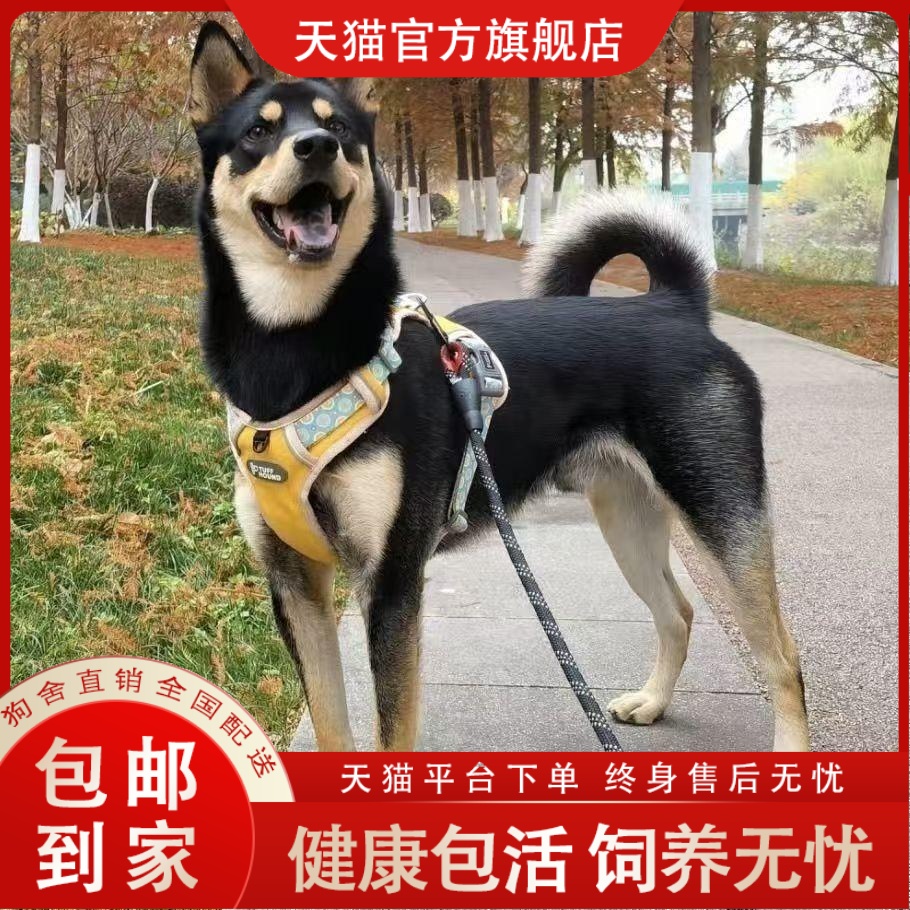 四眼铁包金好养看家护院忠诚狗家狗看广西土猎犬活体短毛健康土狗