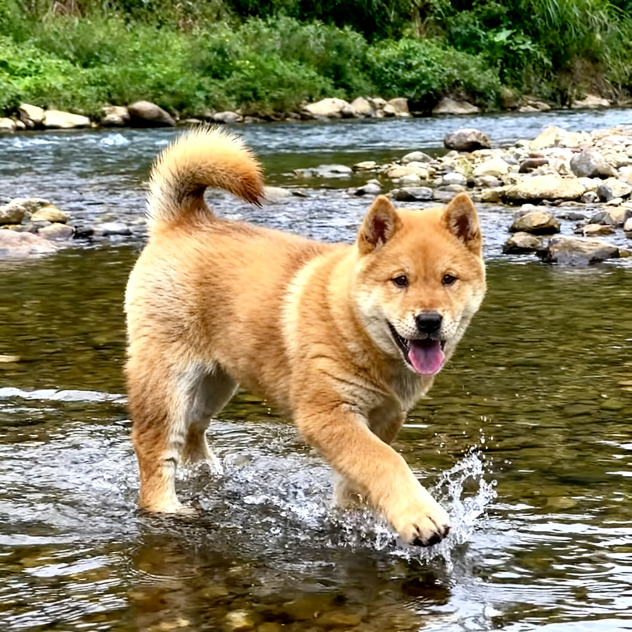 正宗看家狗黄色赶山犬短毛霸气狗