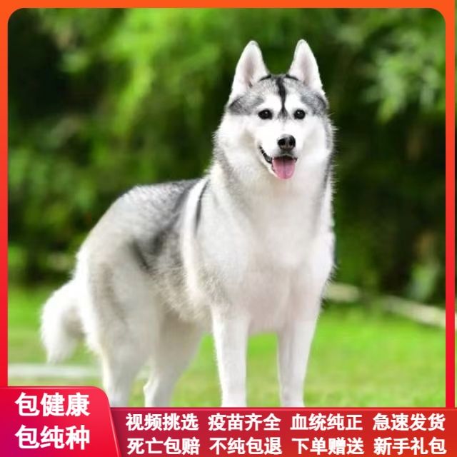 纯种哈士奇幼犬2-3个月宠物狗双蓝眼二哈纯种活的便宜雪橇犬小狗