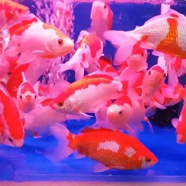 黑白日本芥子血统黄金宠物小型红