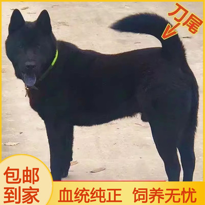 五黑犬小黑狗土狗短毛农村活物正宗虎头狩猎犬狗狗便宜家养纯黑色