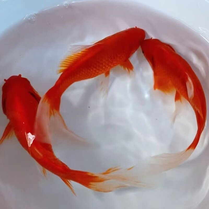种鱼小鱼苗日本芥子顺丰蝴蝶鲤鱼