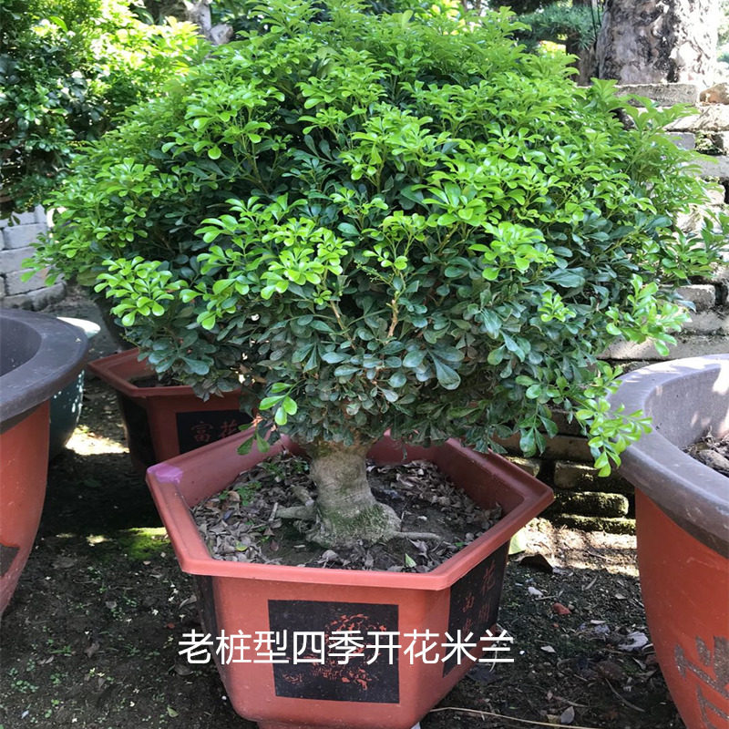 米兰花盆栽绿植四季开花不断浓香型防蚊虫阳台花卉带香味植物包邮