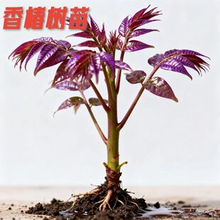 香椿树苗食用红油香椿芽南北方阳台庭院温棚种植当年采摘苗可批发