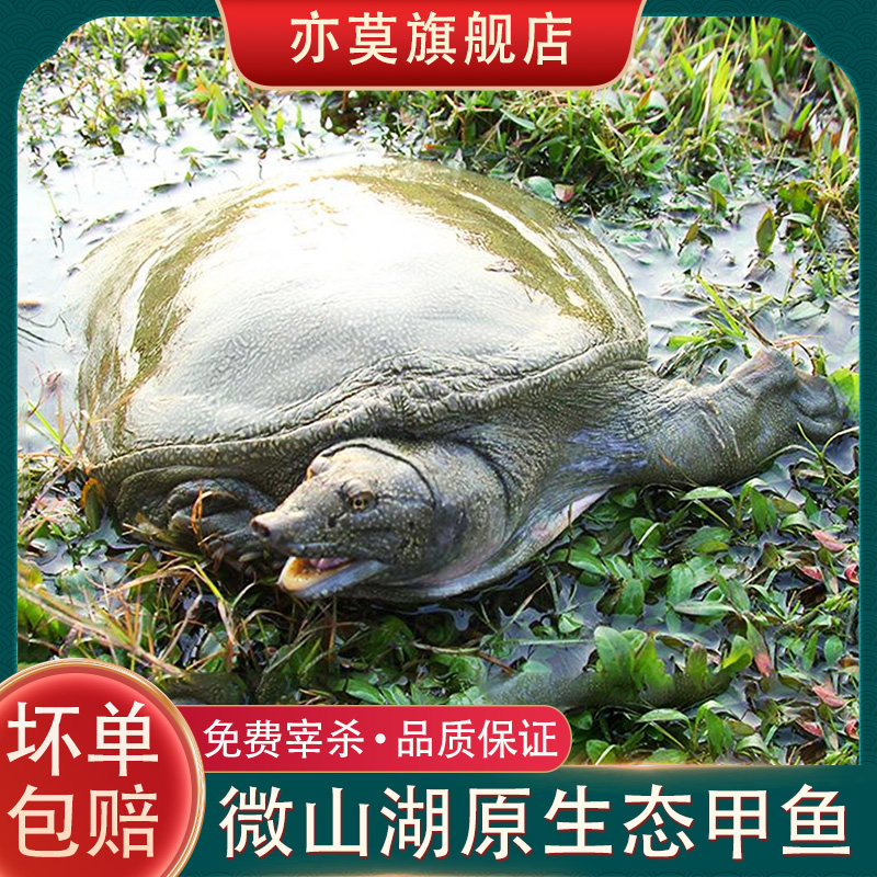 微山湖鲜活甲鱼新鲜活王八活体老鳖原生态自然生长免费宰杀
