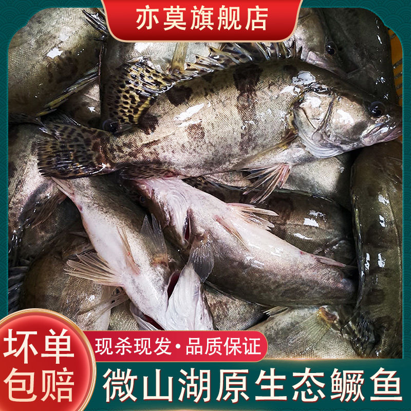 微山湖野捕鲜活生态桂鱼现杀新鲜鳜鱼鳌花鱼淡水鱼水产季花桂花鱼