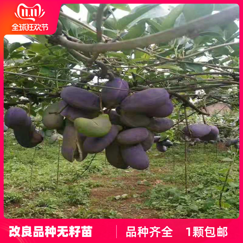 八月瓜 果树苗当年结果野生正品八月瓜苗四季种植南方八月炸树苗
