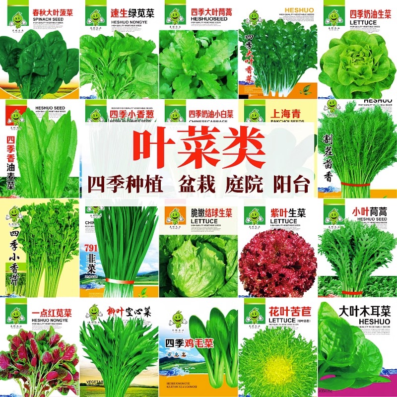 四季奶油生菜种子阳台种植四季播儿童小盆栽蔬菜口感好有机籽罗卜