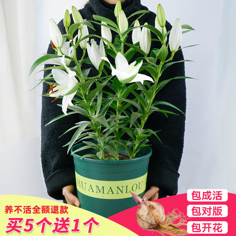 香水百合种球四季花卉好养易活盆栽室内花植物种子浓香百合花花种