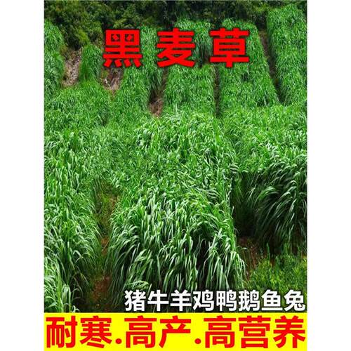 多年生黑麦草种籽子种耐寒牧草种子鸡鸭鹅牛羊鱼草种籽四季青高产