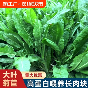 菊苣种籽大叶多年生喂猪菜种子鱼鸡鸭鹅的牧草种子兔子草种植开花