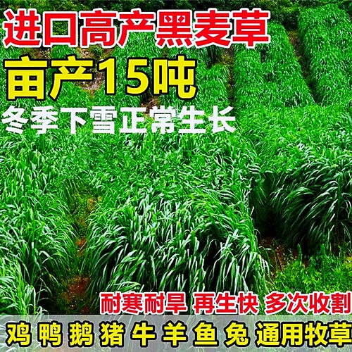 黑麦草种籽子种四季多年生耐寒牧草种籽畜牧养殖鸡鸭牛羊鱼草种子