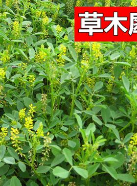草木樨种子 草木犀 蜜源植物 黄花草 牧草型 绿肥 耐寒耐贫瘠草籽
