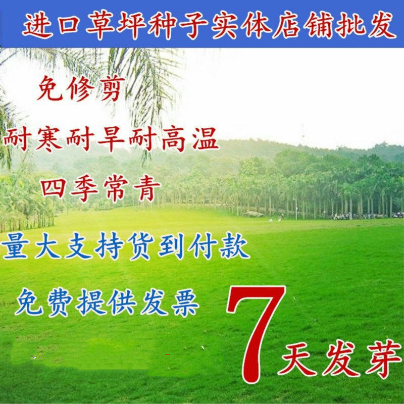 混播优质草坪种子黑麦草四季可播草籽 四季青草坪种子草坪皮