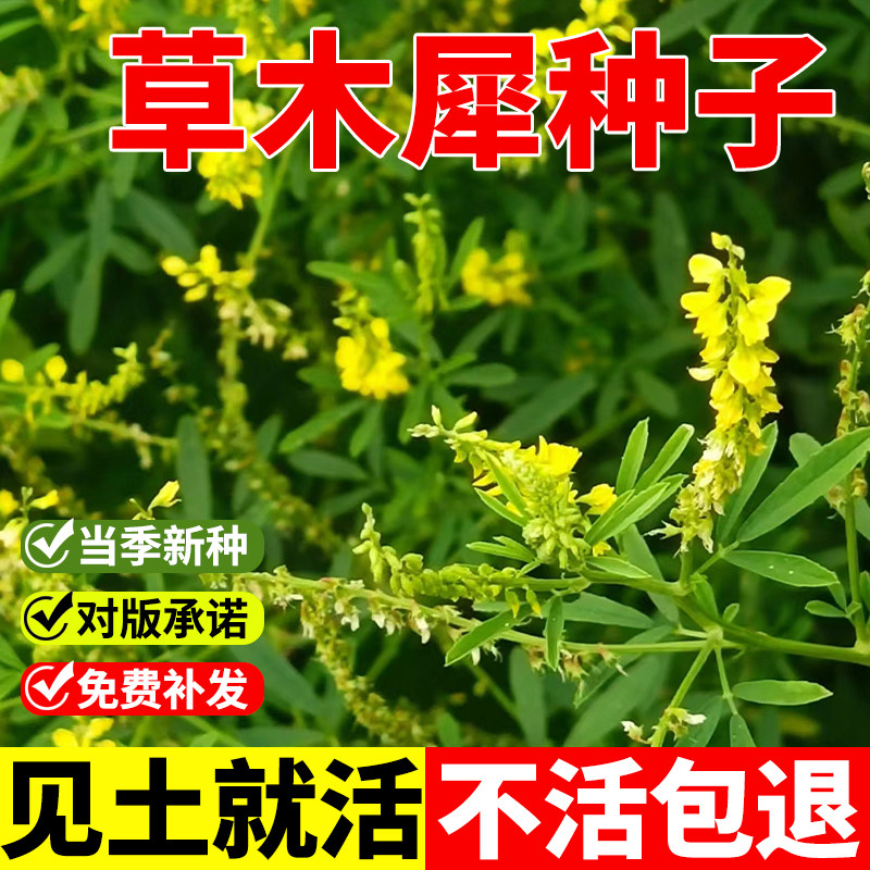 草木樨种子 草木犀 蜜源植物 黄花草 牧草型 绿肥 耐寒耐贫瘠草籽