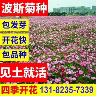 格桑花种籽子波斯菊四季易活花籽室外花苗种子孑
