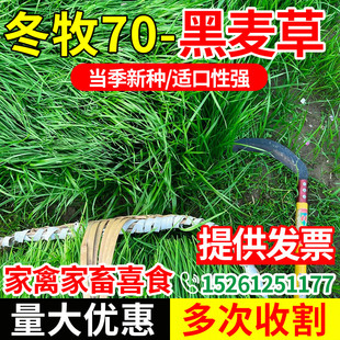冬牧70进口黑麦草种子多年生四倍体宽叶耐寒牧草种子牛羊鱼兔种籽